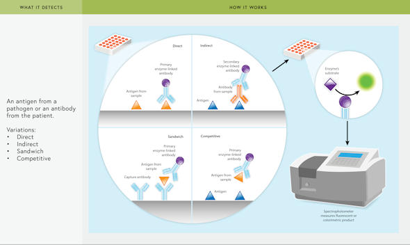 Illustration of the Enzyme Immunoassays (EIA) process.