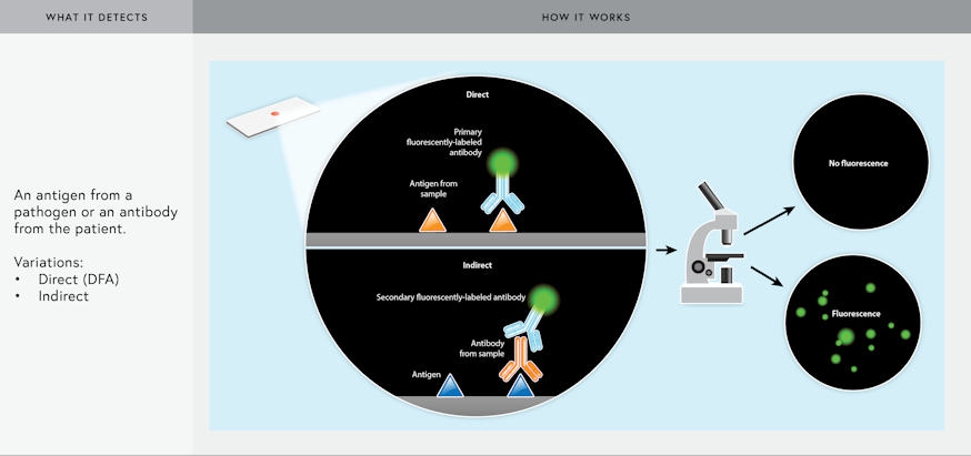 Image illustration showing how Immunofluorescence Assays work.