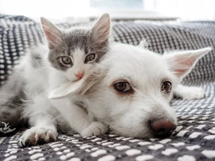 A kitten and a puppy.