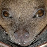 A close-up of a Cynopterus brachyotis (lesser short-nosed fruit bat).