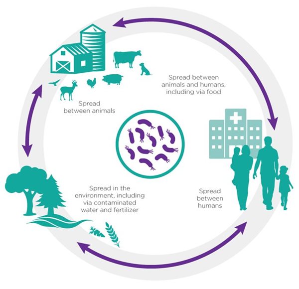 The One Health of antibiotic resistance.