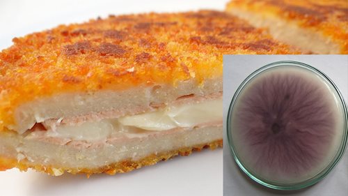 'Quorn'-don bleu made with mycoprotein instead of chicken, with the fungus Fusarium growing on potato dextrose agar in the inset.