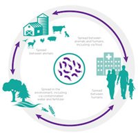An illustration depicts the cycle of interactions between humans, animals and the environment.