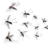 Illustration of a swarm of mosquitos.